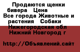 Продаются щенки бивера › Цена ­ 25 000 - Все города Животные и растения » Собаки   . Нижегородская обл.,Нижний Новгород г.
